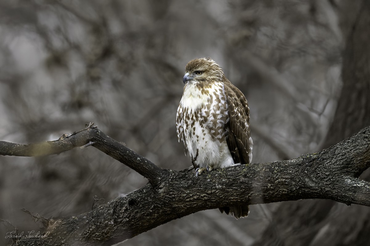 Red-tailed Hawk - ML641924752