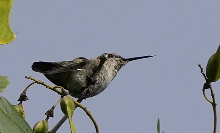 Anna's Hummingbird - ML641924755