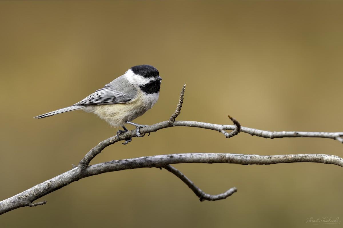 Black-capped Chickadee - ML641924757