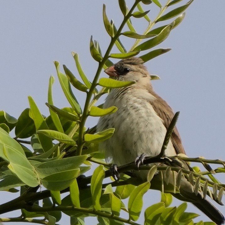 Pin-tailed Whydah - ML641924763