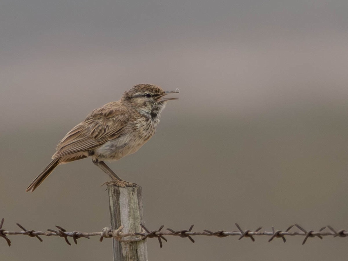 Dune Lark - ML641924769