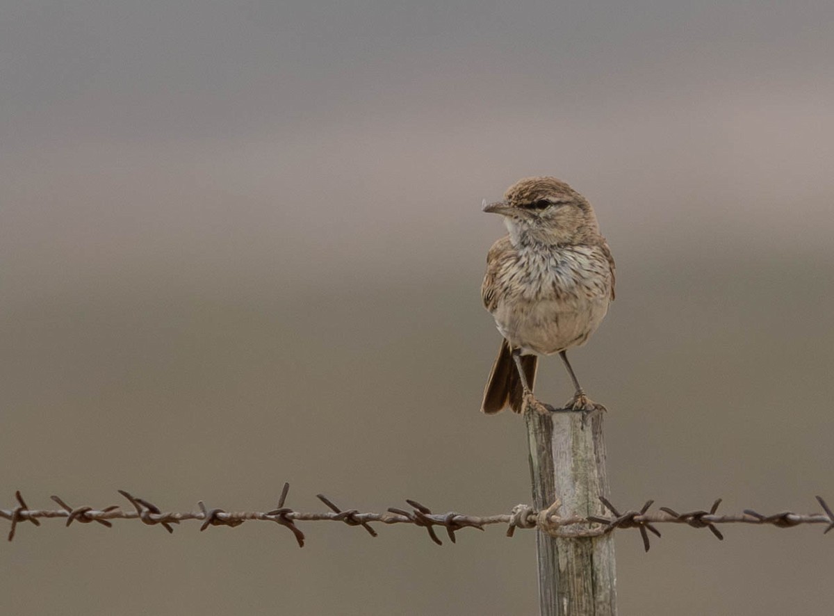 Dune Lark - ML641924770