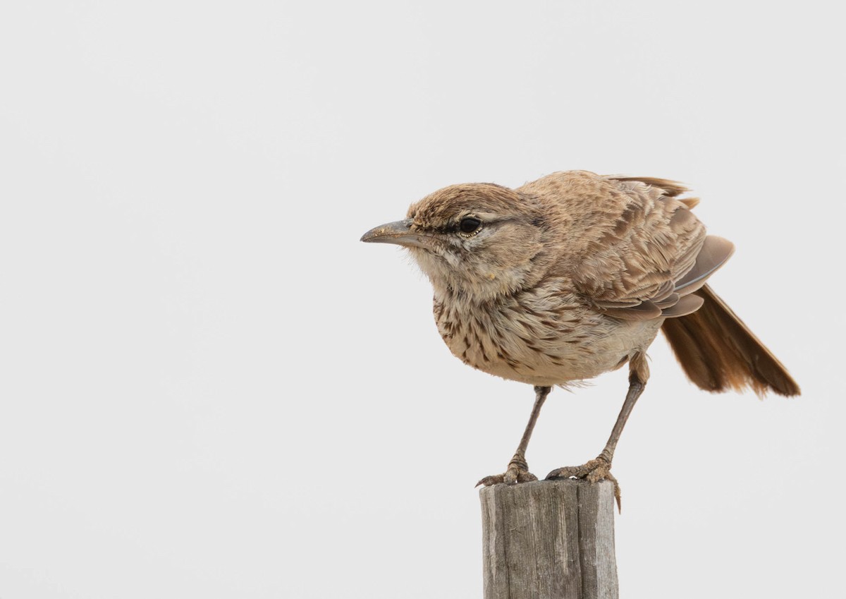 Dune Lark - ML641924771