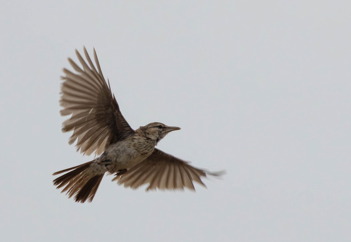 Dune Lark - ML641924772