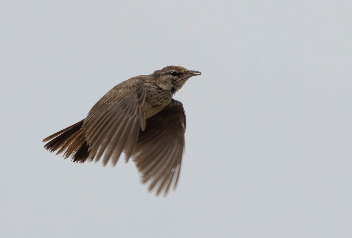Dune Lark - ML641924773