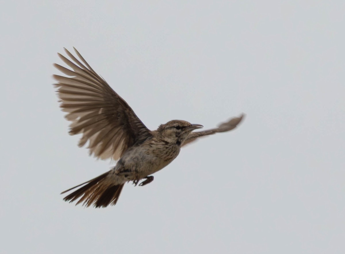 Dune Lark - ML641924775