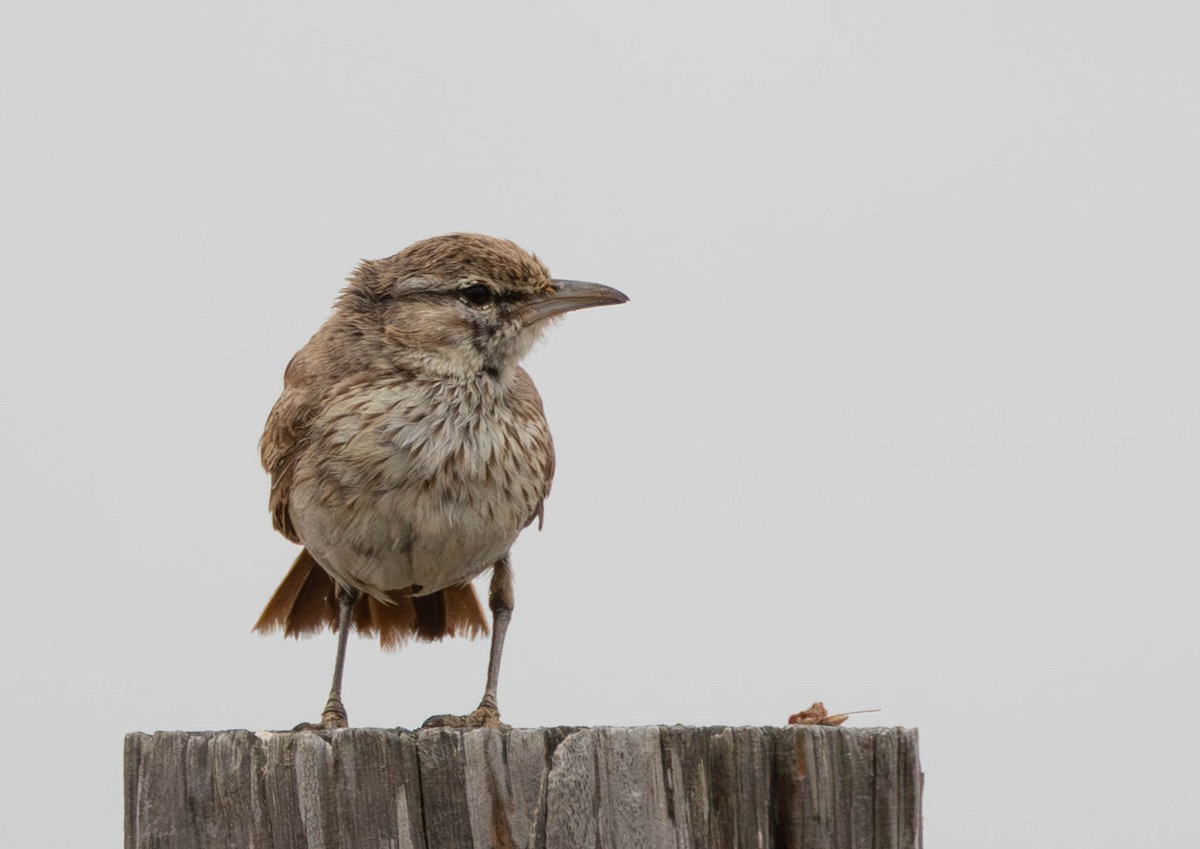 Dune Lark - ML641924776