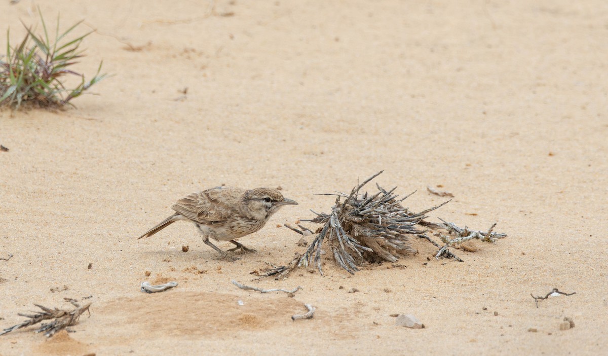 Dune Lark - ML641924777