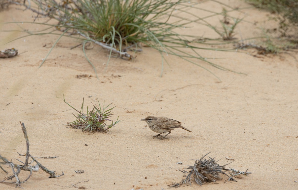 Dune Lark - ML641924778