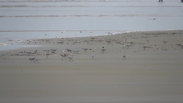 Sanderling - ML641924782