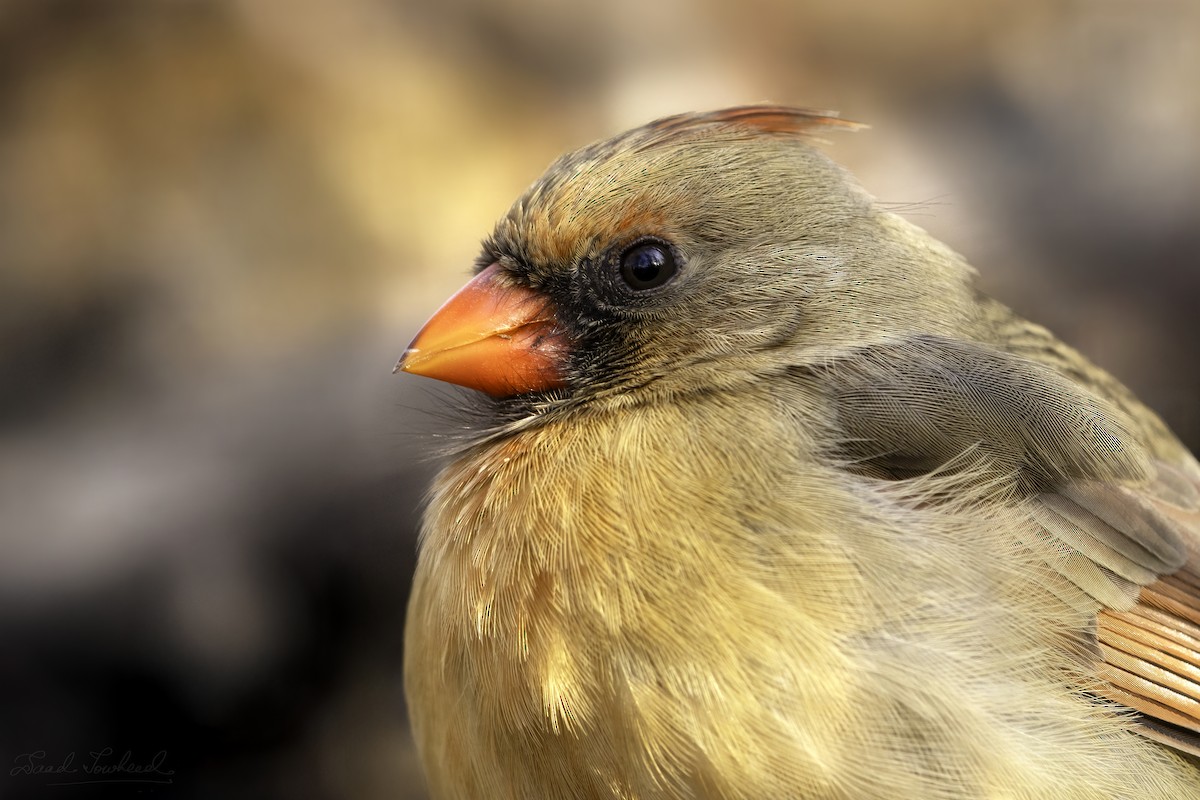 Northern Cardinal - ML641924795