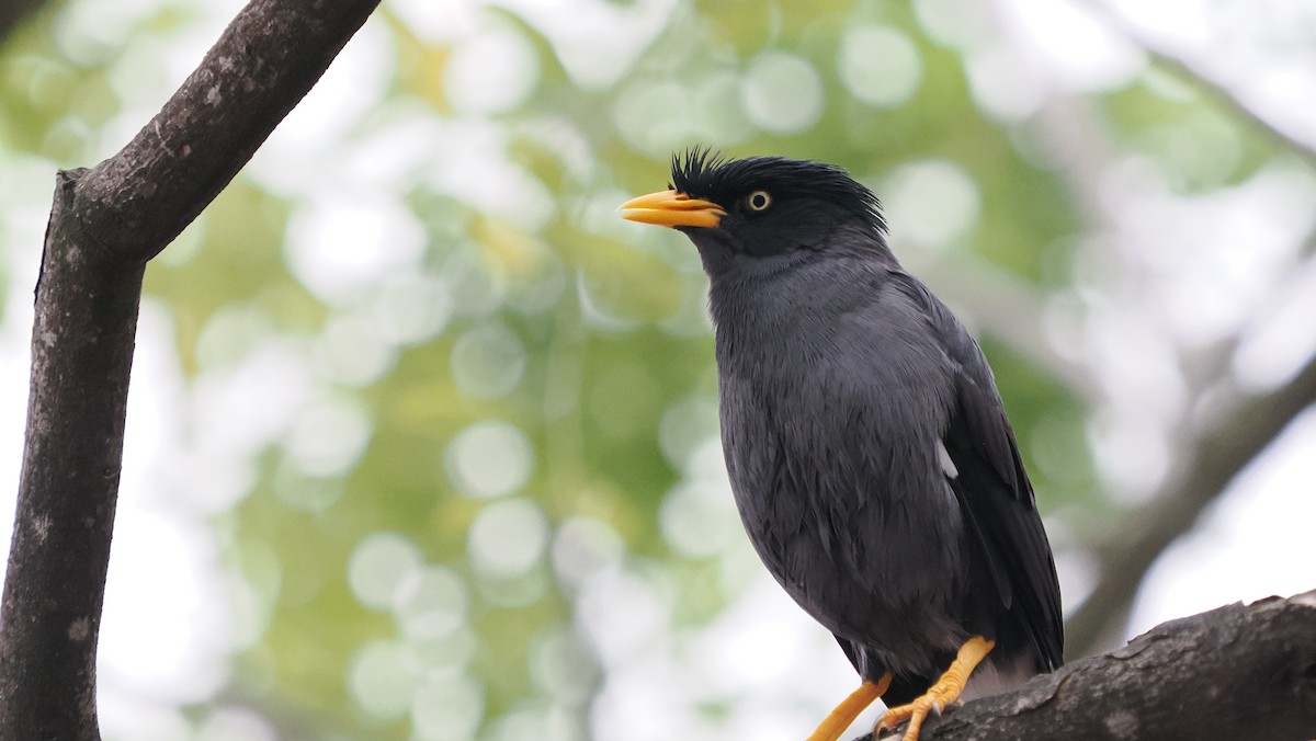 Javan Myna - ML641924811