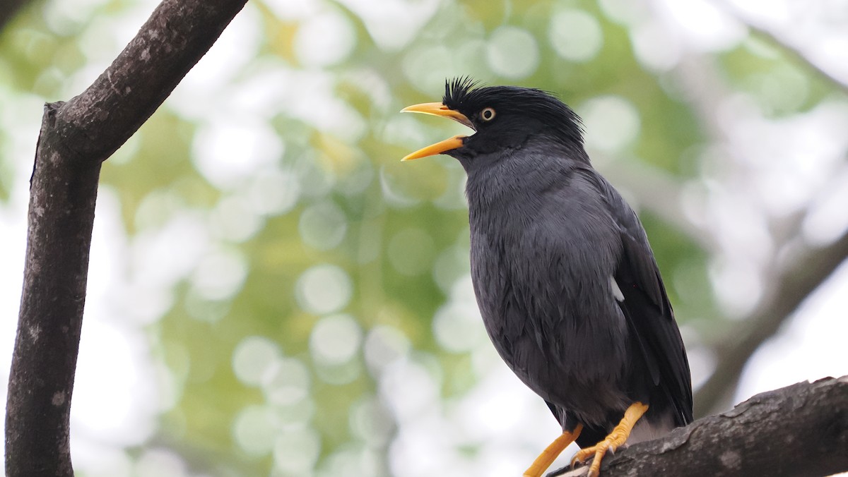 Javan Myna - ML641924816