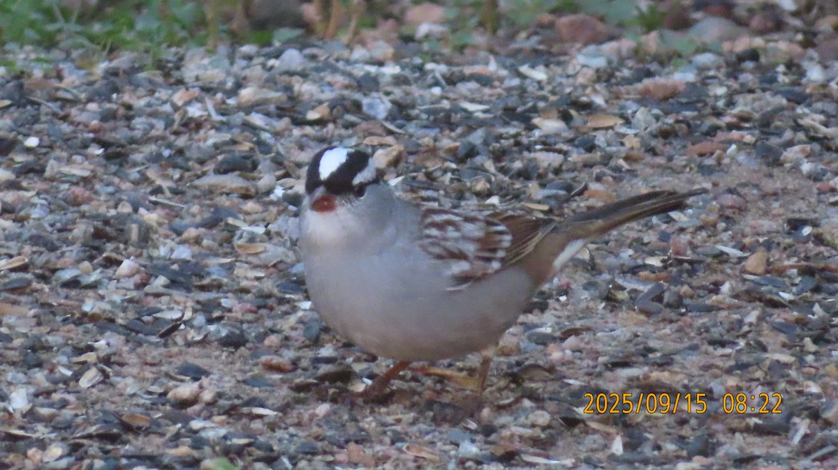 strnadec bělopásý (ssp. oriantha) - ML641924826