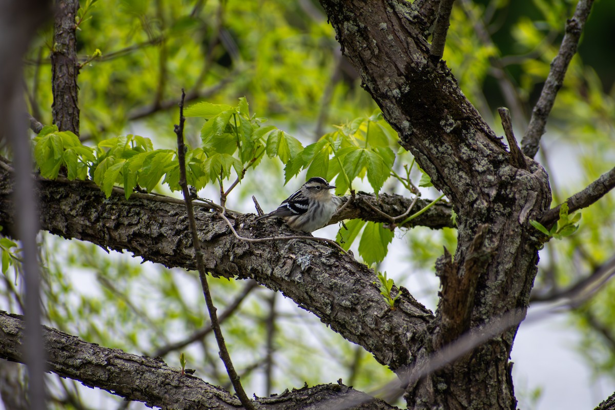 Black-and-white Warbler - ML641924828
