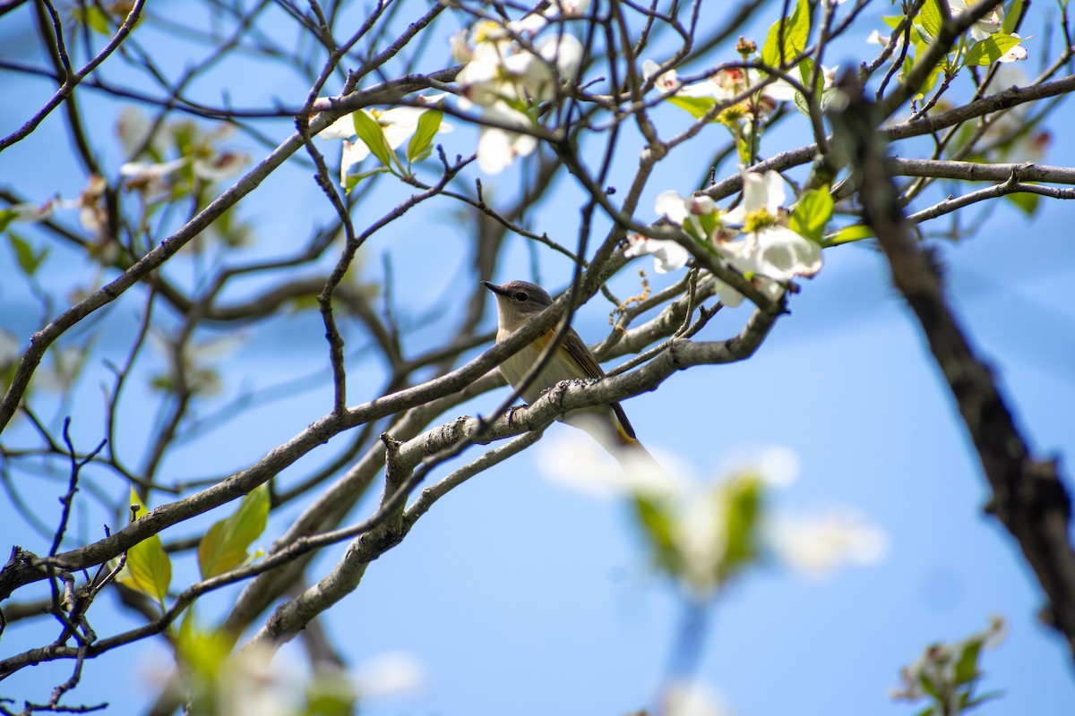 American Redstart - ML641924832
