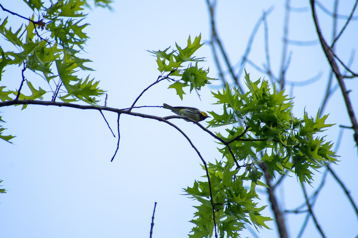 Black-throated Green Warbler - ML641924835