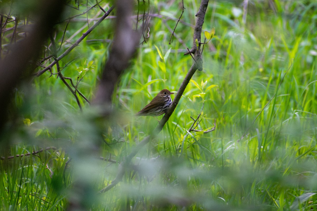 Ovenbird - ML641924845