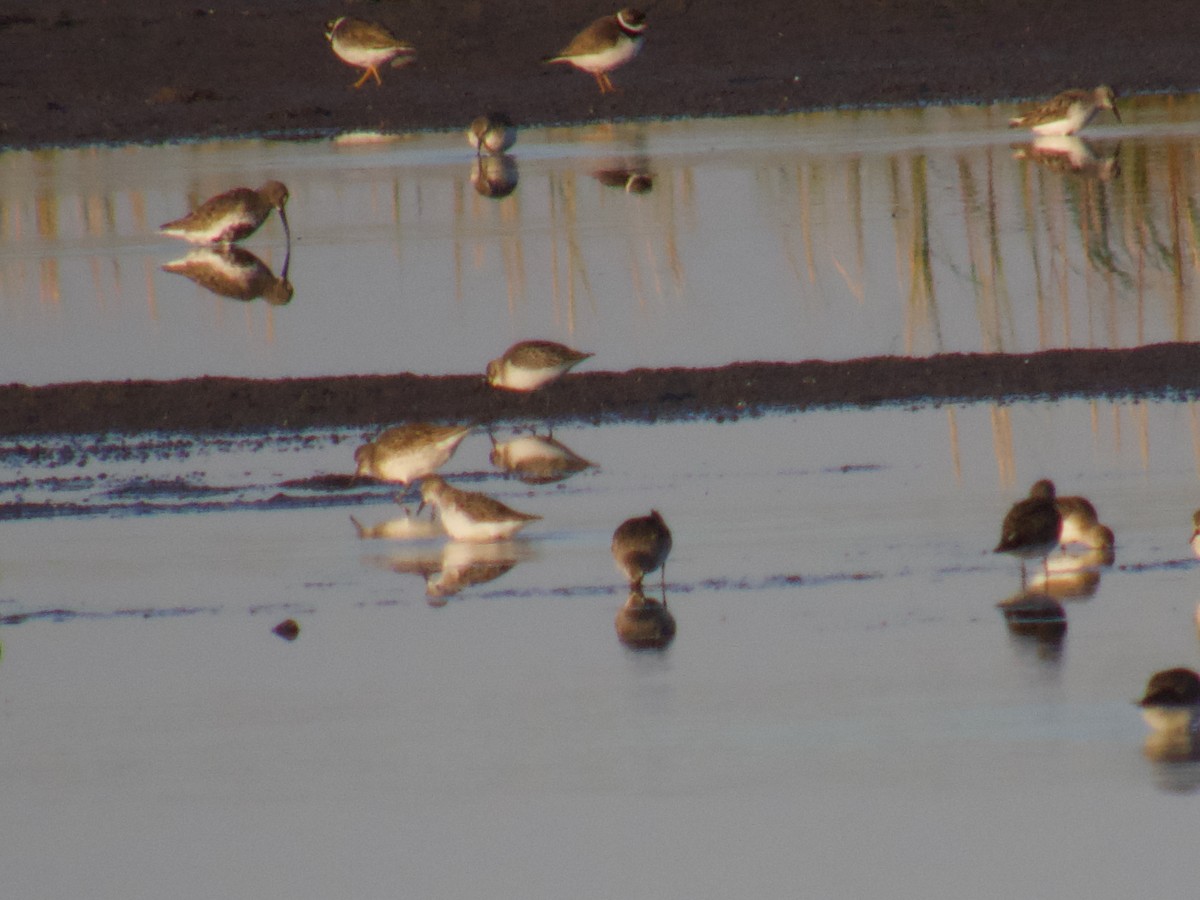 Dunlin - ML641924853