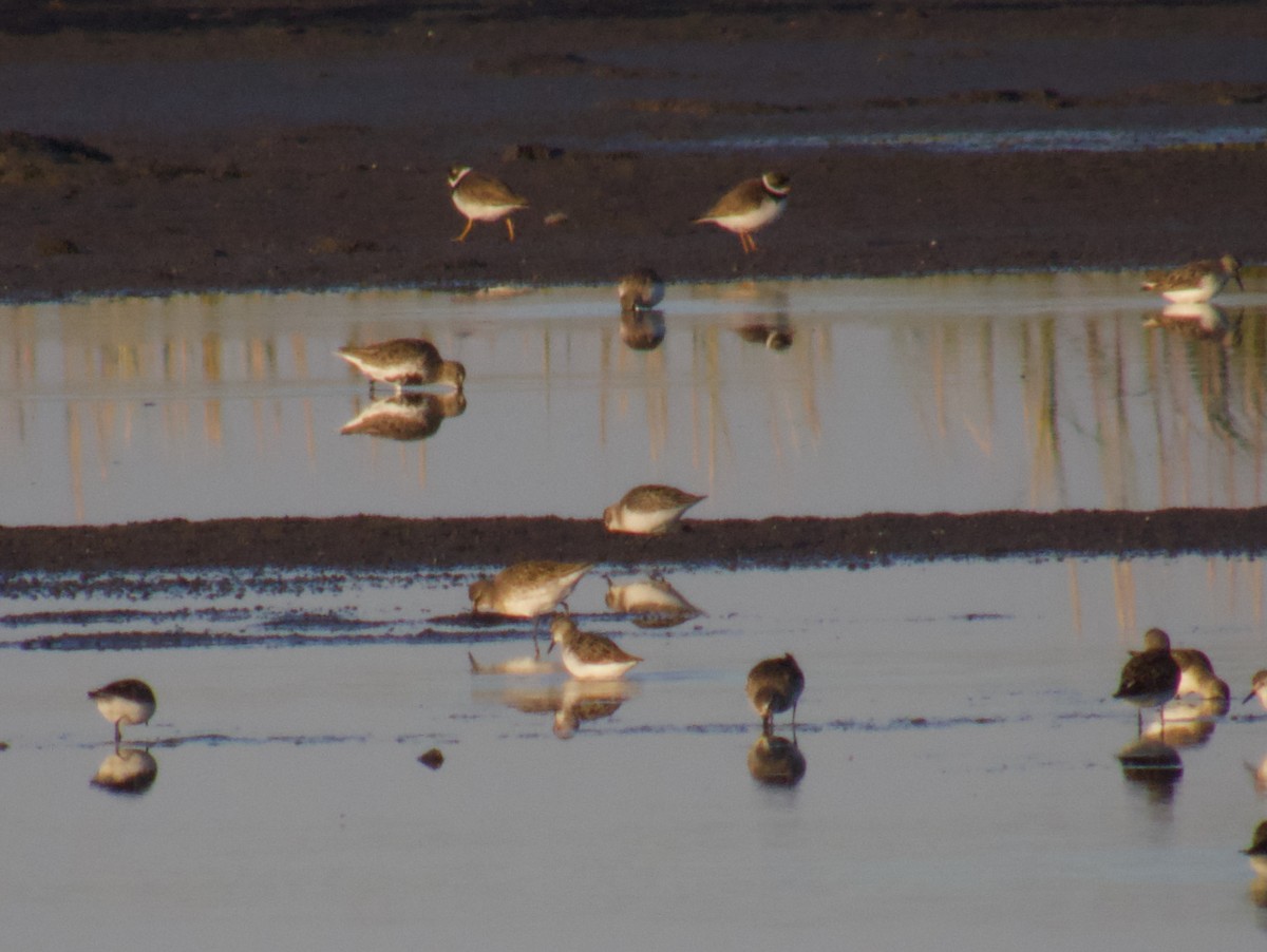 Dunlin - ML641924854