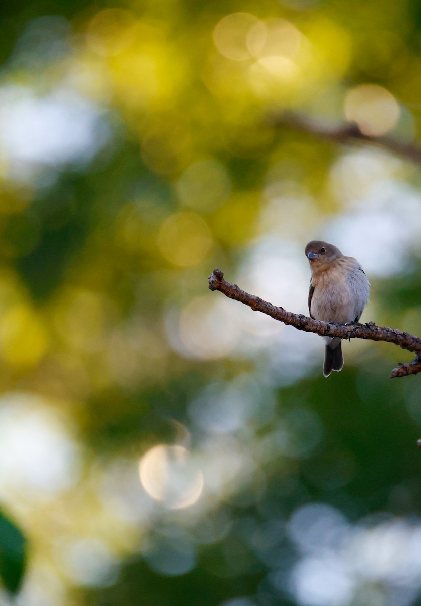 Lazuli Bunting - ML641924856