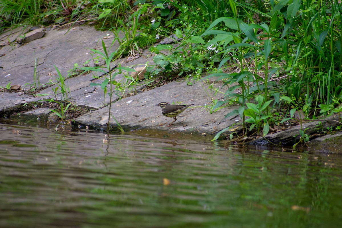 Northern Waterthrush - ML641924857