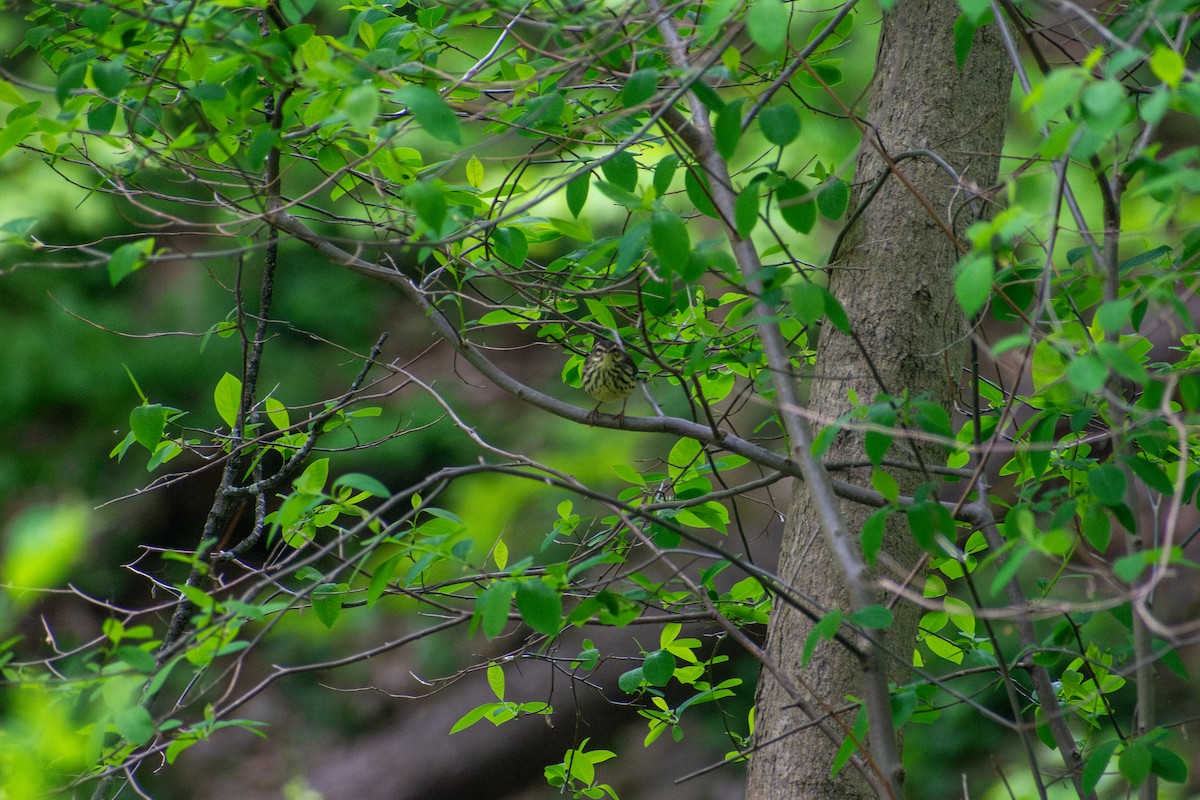 Northern Waterthrush - ML641924858