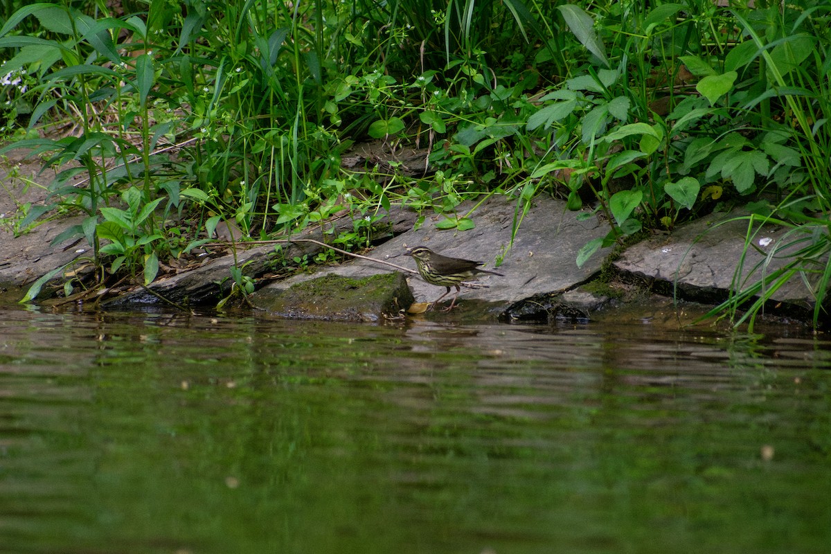 Northern Waterthrush - ML641924859