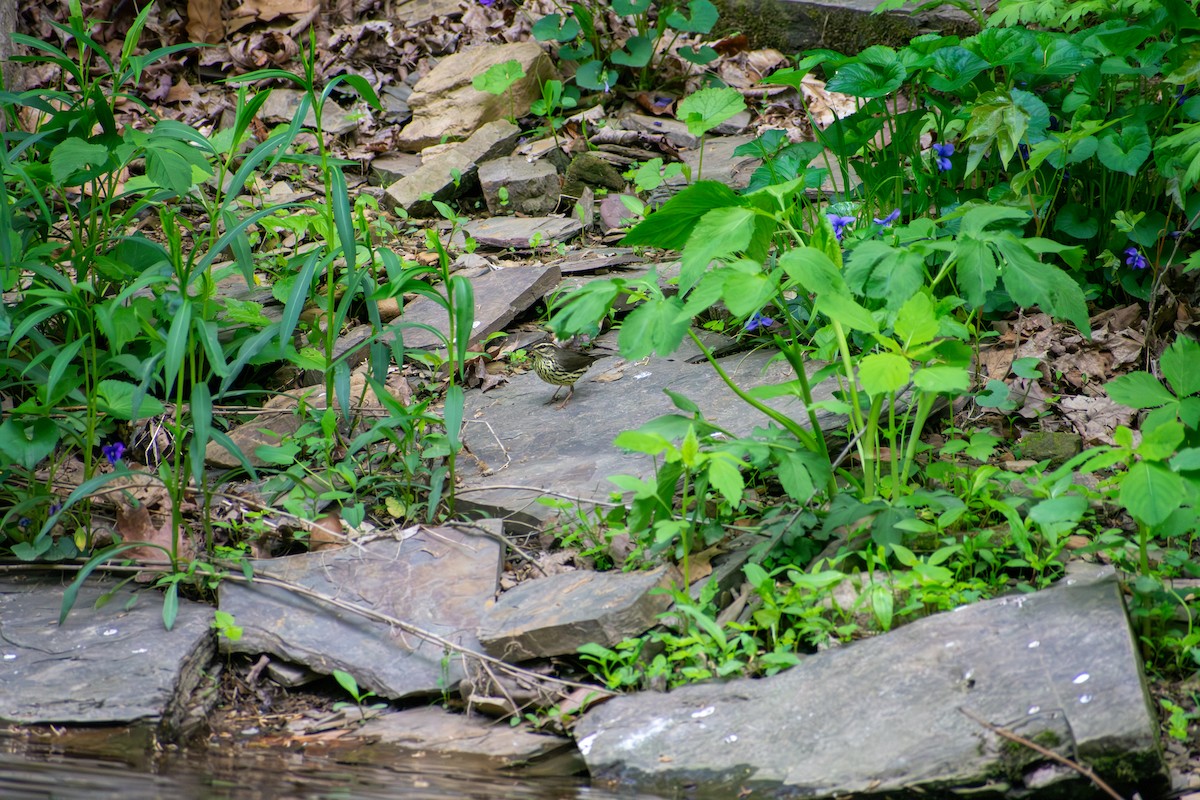 Northern Waterthrush - ML641924860