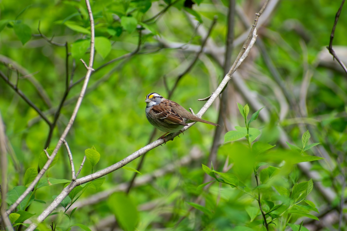 White-throated Sparrow - ML641924872