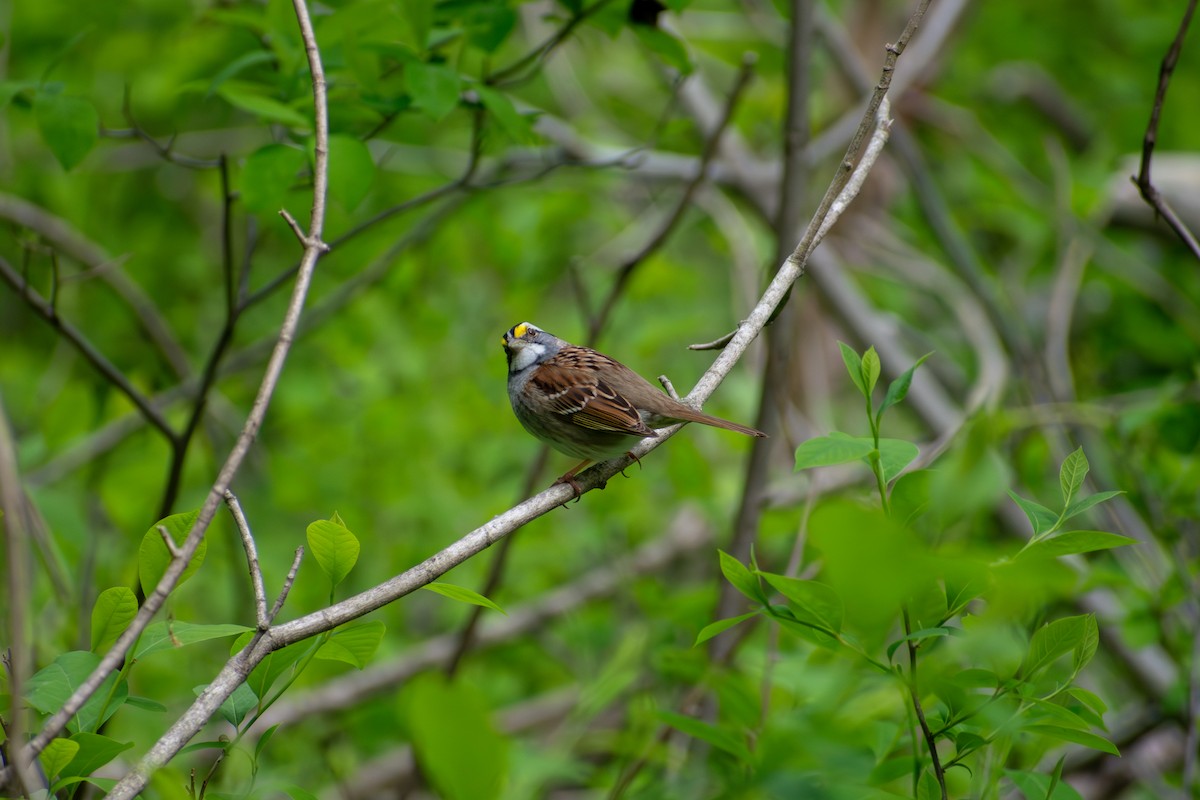 White-throated Sparrow - ML641924873