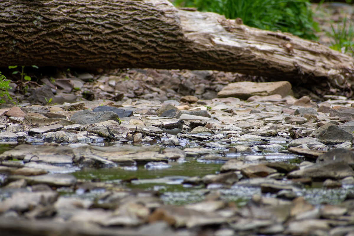 Solitary Sandpiper - ML641924878
