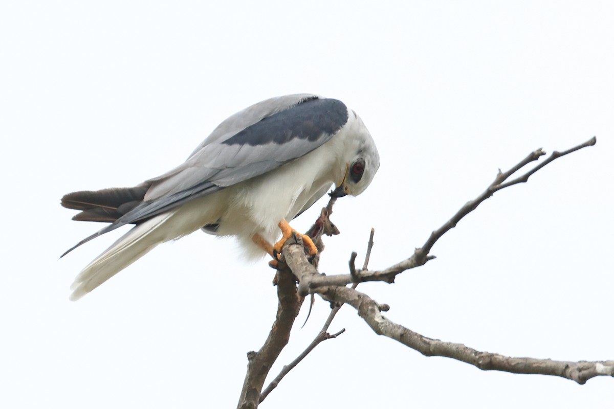 White-tailed Kite - ML641924879
