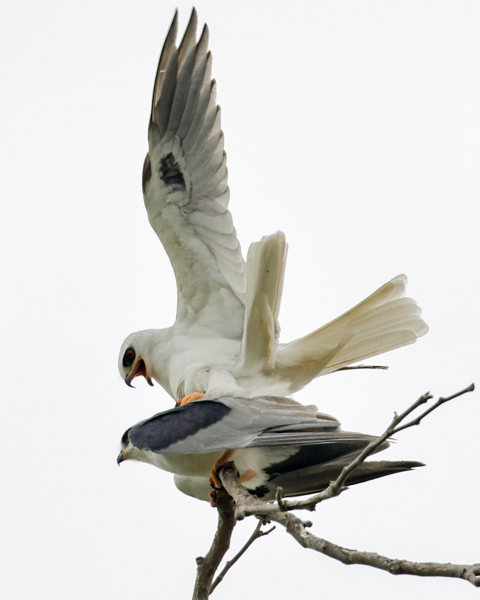 White-tailed Kite - ML641924880