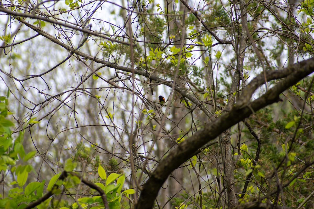 American Redstart - ML641924894