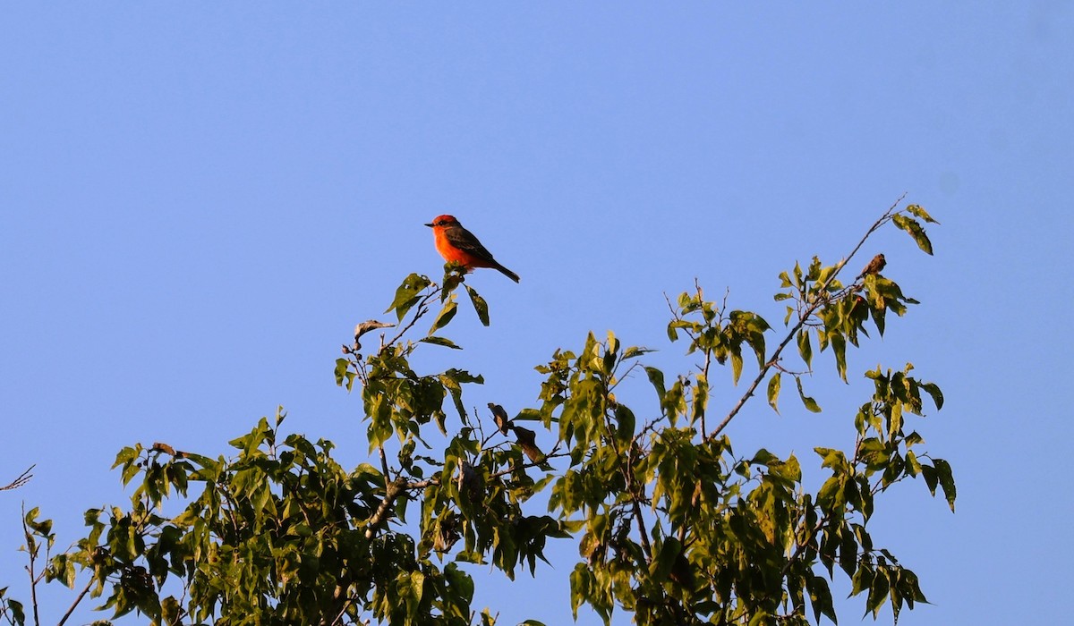 Vermilion Flycatcher - ML641924896