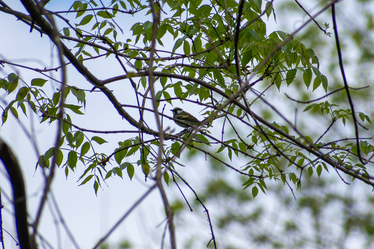Chestnut-sided Warbler - ML641924897