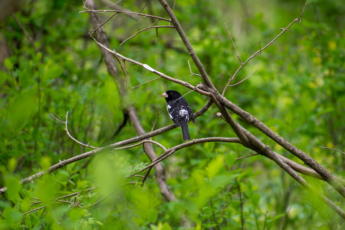 Rose-breasted Grosbeak - ML641924903