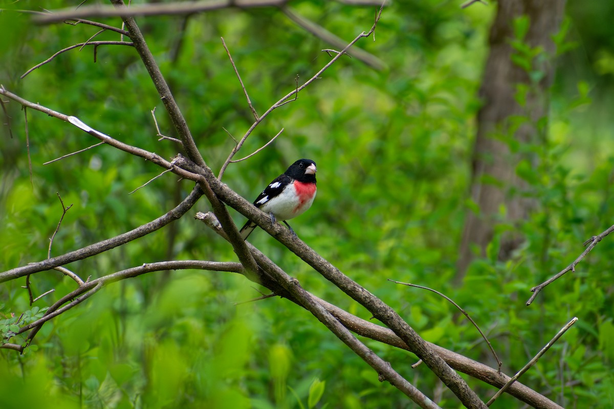 Rose-breasted Grosbeak - ML641924904