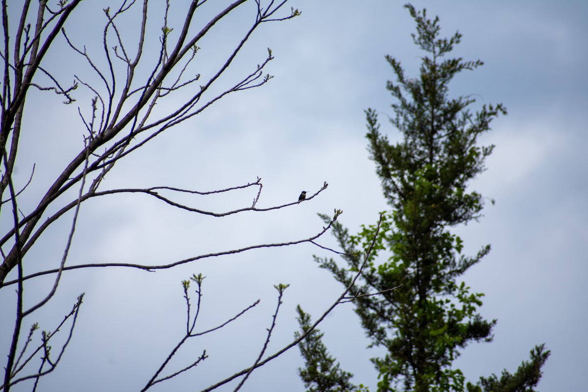 Ruby-throated Hummingbird - ML641924911