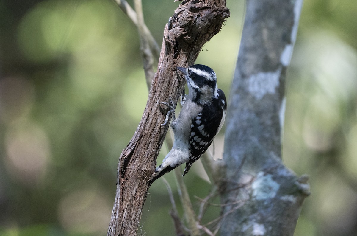 Downy Woodpecker - ML641924918