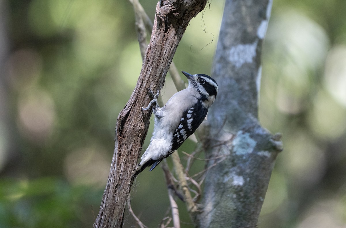 Downy Woodpecker - ML641924921