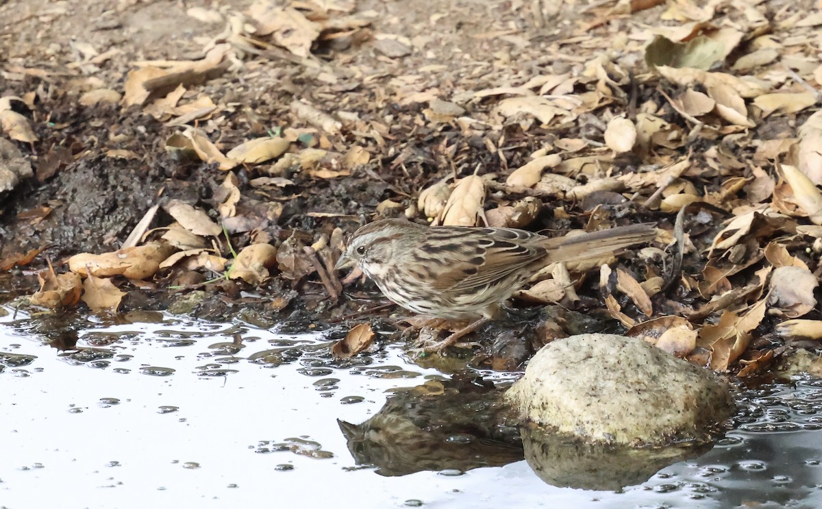 Song Sparrow - ML641924922