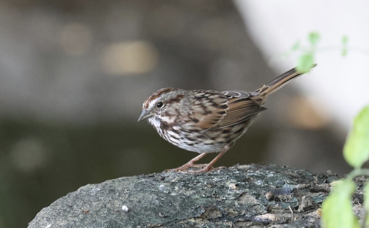 Song Sparrow - ML641924923