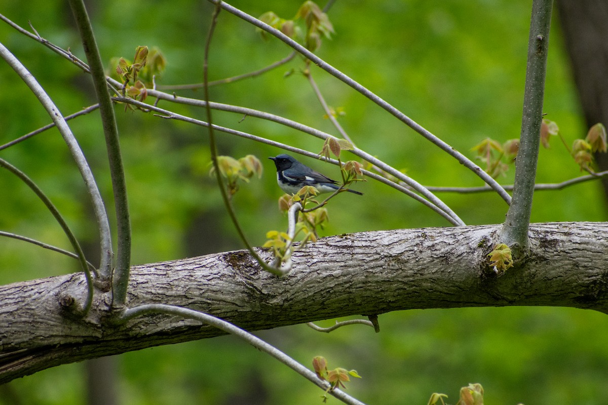 Black-throated Blue Warbler - ML641924924