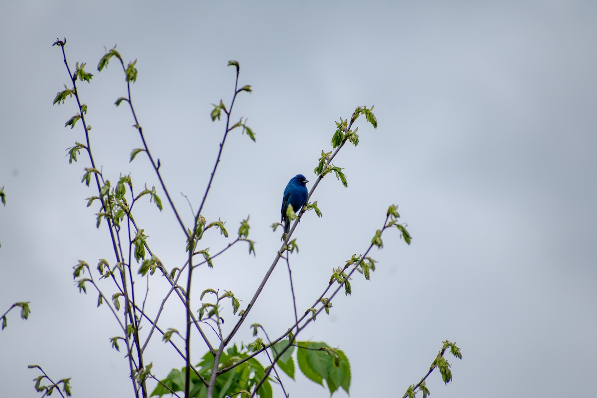 Indigo Bunting - ML641924930