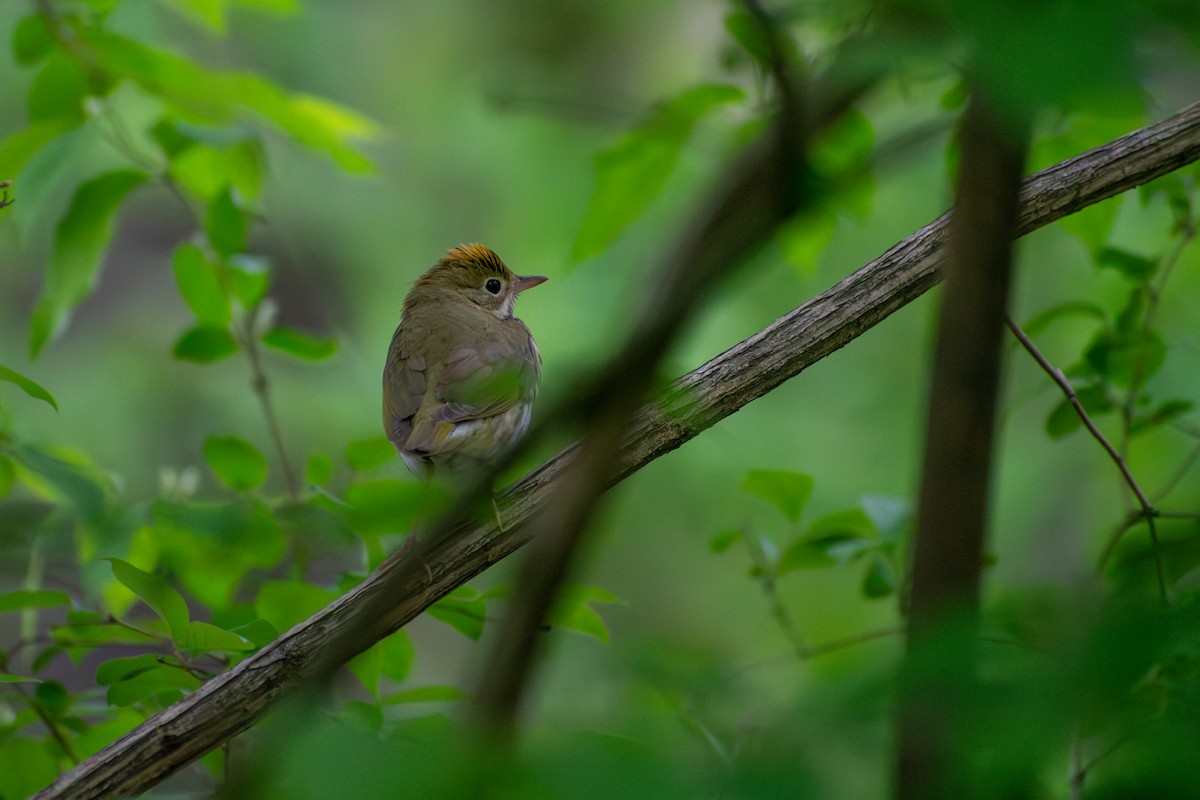 Ovenbird - ML641924938