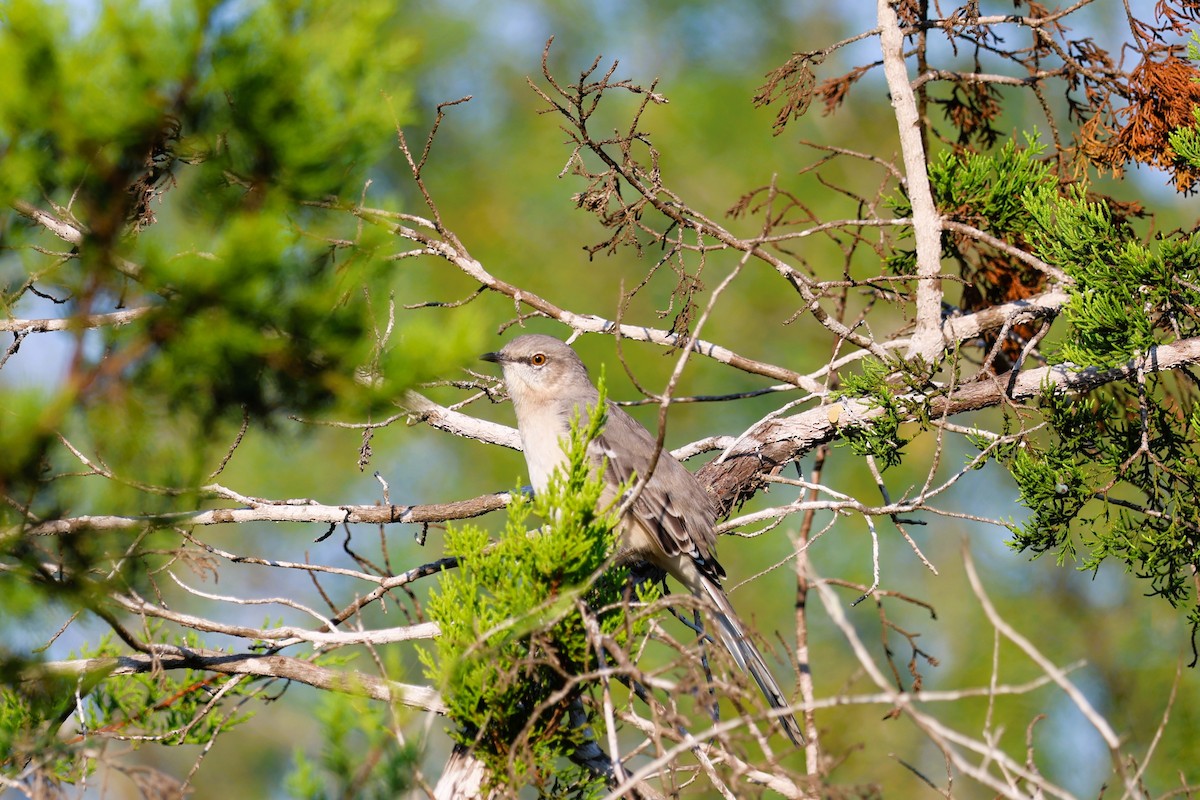 Northern Mockingbird - ML641924940