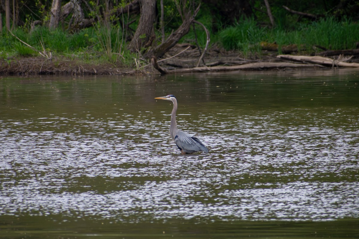Great Blue Heron (Great Blue) - ML641924943