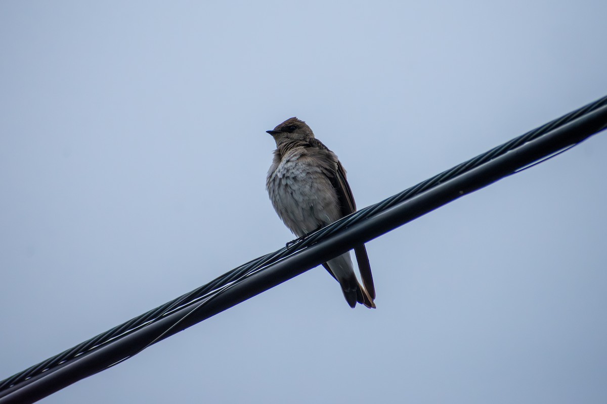 Northern Rough-winged Swallow - ML641924955